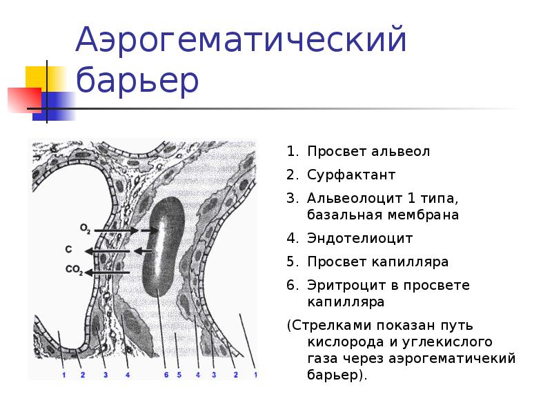 Дыхательная система гистология