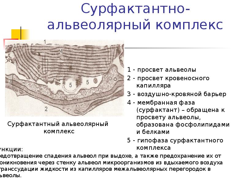 Дыхательная система гистология презентация