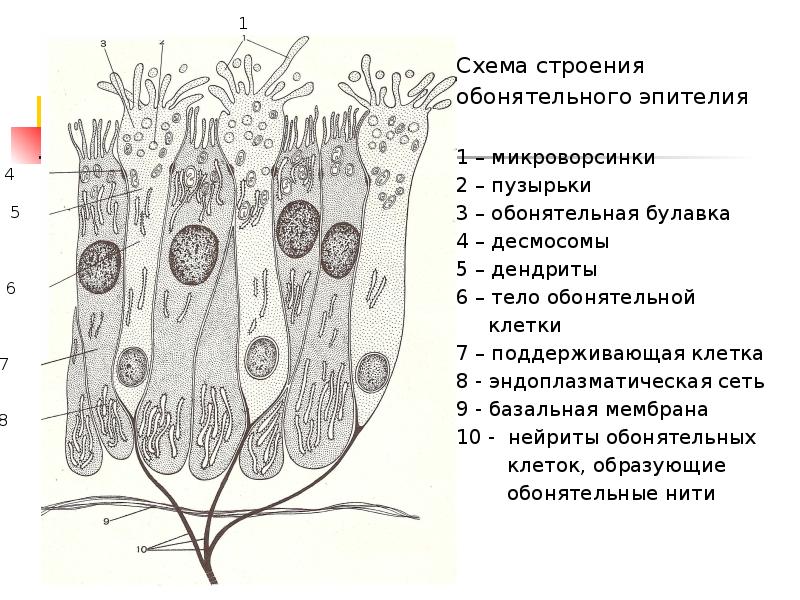 Дыхательная система гистология презентация