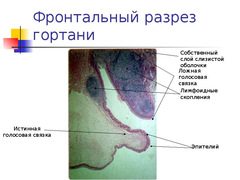 Дыхательная система гистология презентация