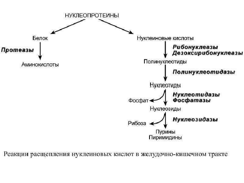 Схема переваривания нуклеопротеинов в желудочно кишечном тракте