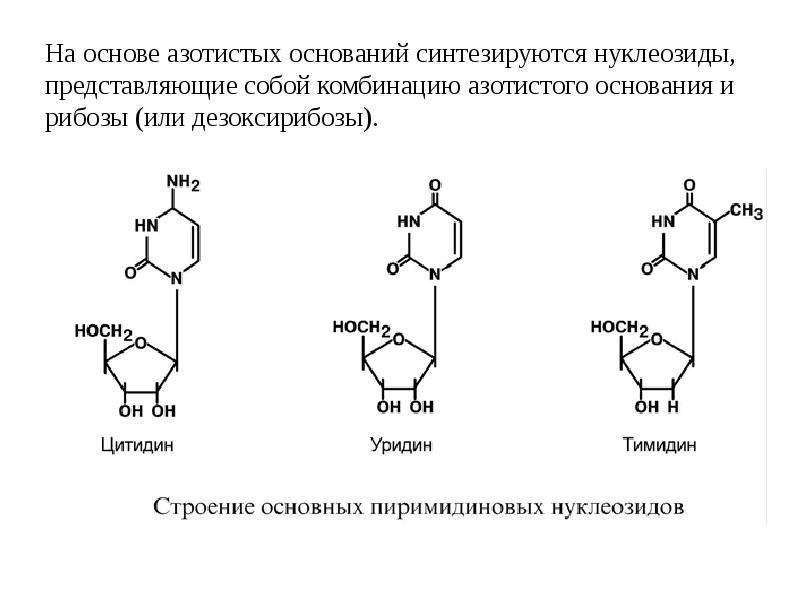 Синтезируется цепь содержащая рибозу. Структурная формула уридина. Строение нуклеозида тимидина. Уридин структура. Уридин тимидин.