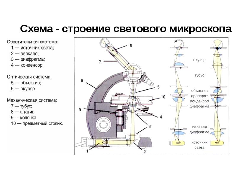 Строение микроскопа рисунок с подписями