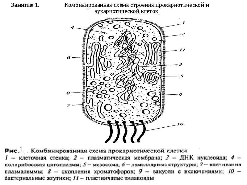 Прокариотическая клетка. Схема строения прокариотической клетки. Строение прокариотической клетки рисунок. Схема строения прокариотические клетки. Комбинированная схема строения прокариотической клетки.