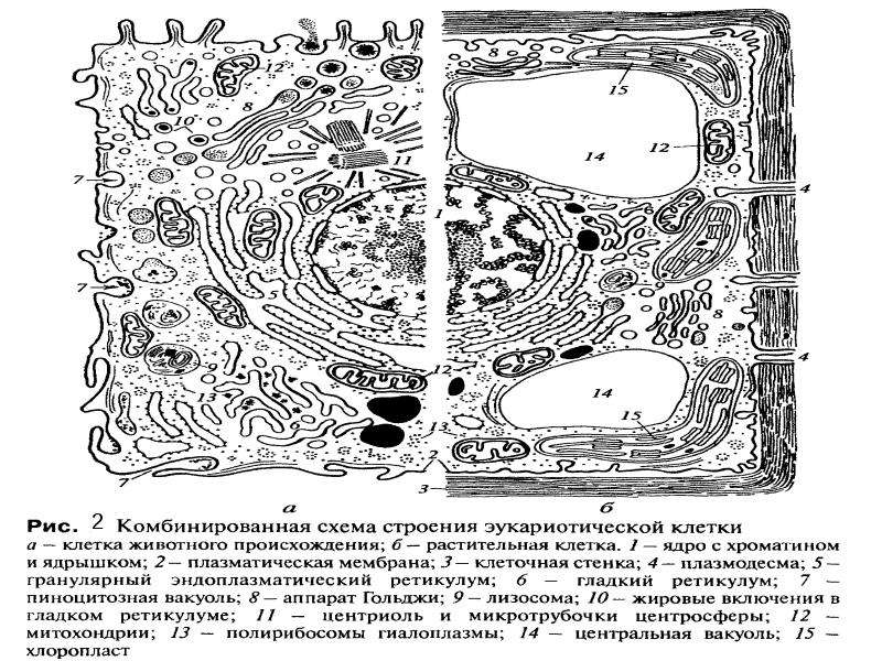 На рисунке изображена эукариотическая клетка. Схема строения эукариотической клетки. Схема строения эукариотической растительной клетки. Схема строения эукариотической клетки растительной и животной. Комбинированная схема строения эукариотической клетки.