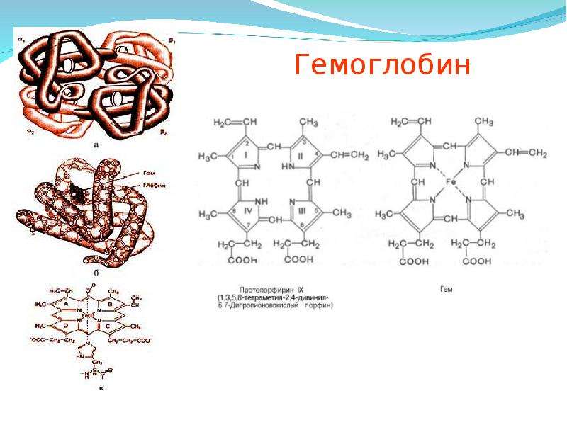 Какое соединение молекулы гемоглобина с кислородом. Гемоглобин комплексное соединение формула. Гемоглобин схема. Соединение гемоглобина с кислородом. Соединение гемоглобина с водородом.