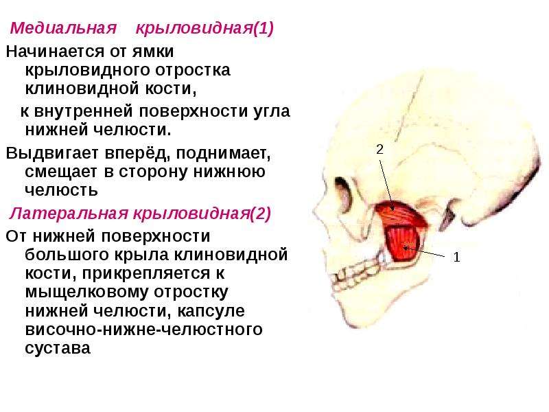 Медиальная крыловидная мышца