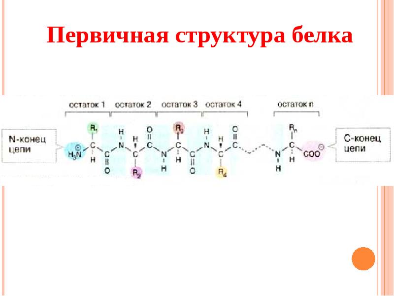 Первичная структура белка картинка