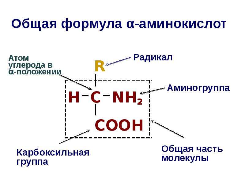 Общая ф. Общая формула α-аминокислоты. Молекулярная формула аминокислот общая формула. Общая структура аминокислот (общая формула).. Общая структура аминокислот формула.