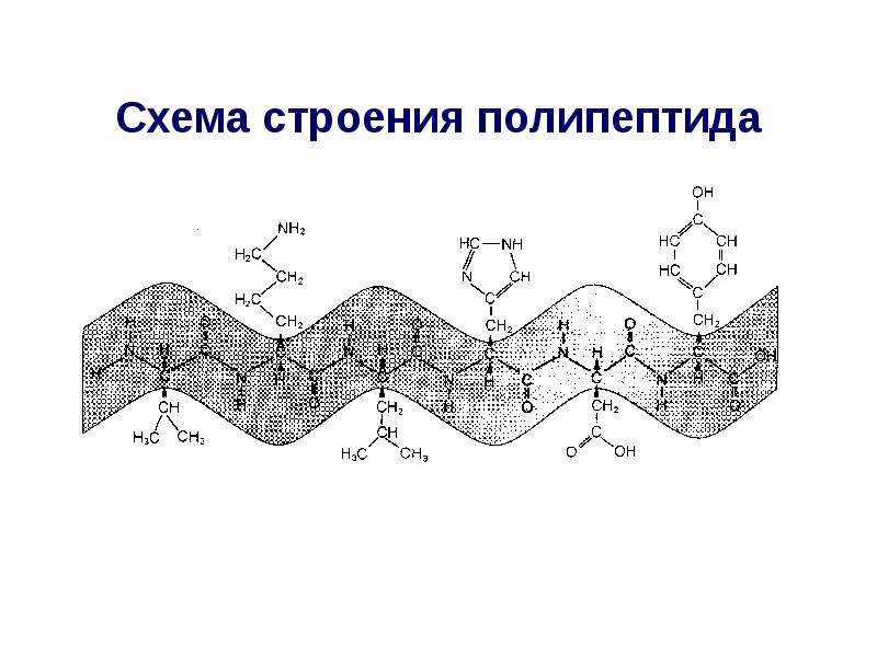 Рисунок с изображением полипептида. Строение полипептидов. Схема строения полипептида. Структура полипептида. Полипептид схема.