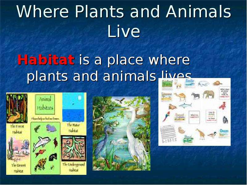 We should animals habitats. Animals and Plants кратко. What is Habitat. Where animals Live. Where do animals Live.
