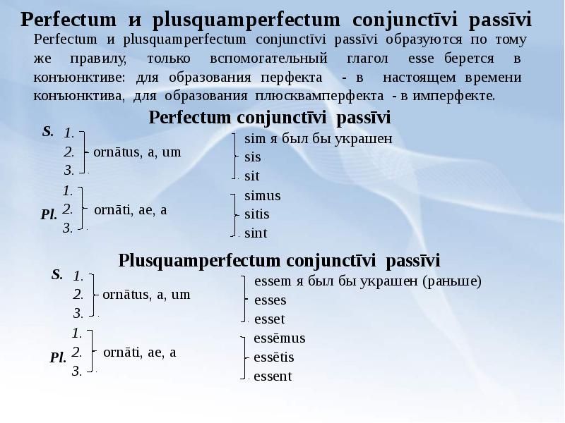 Глагол латынь