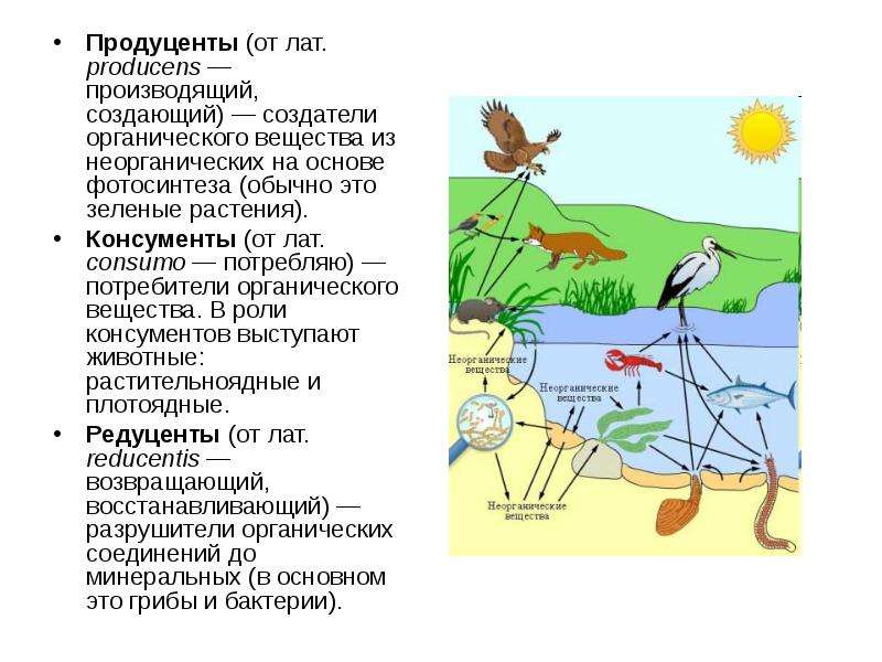 Продуценты консументы и редуценты это схема