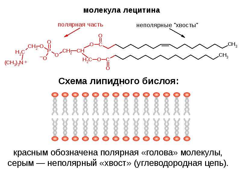 Презентация липиды 10 класс биология профильный уровень