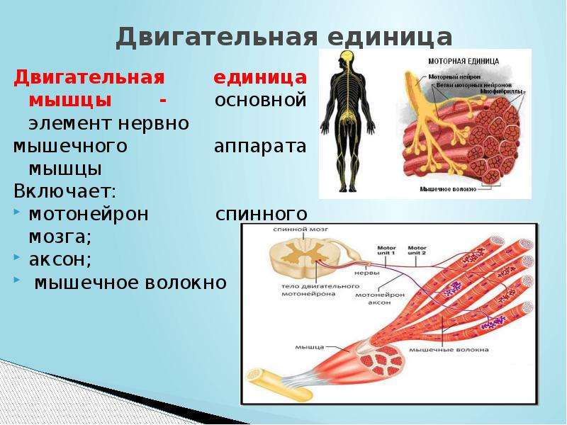 Двигательная единица это