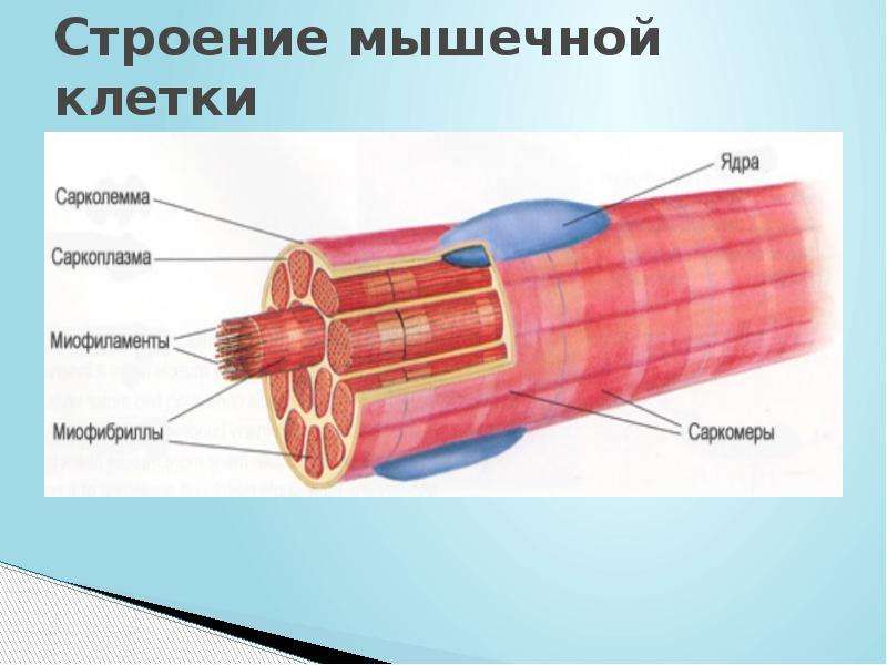 Строение мышцы рисунок