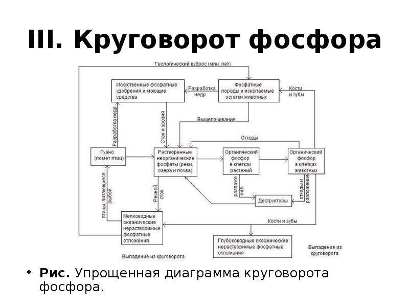 Составьте схему круговорота фосфора и разными стрелками покажите перемещение фосфора