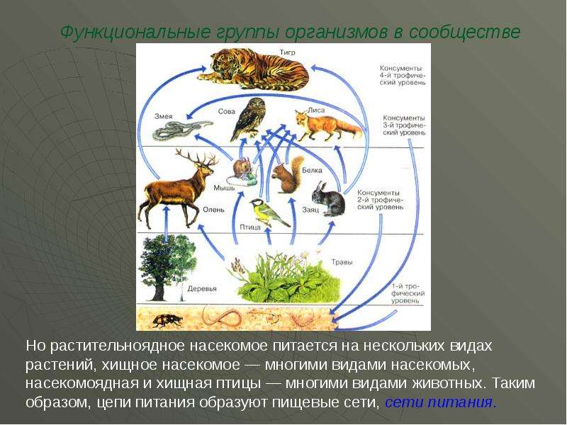 Какие из перечисленных организмов относятся к консументам. Группы организмов в сообществе. Функциональные группы организмов. Функциональные группы организмов в сообществе. Функциональные группы экосистемы.