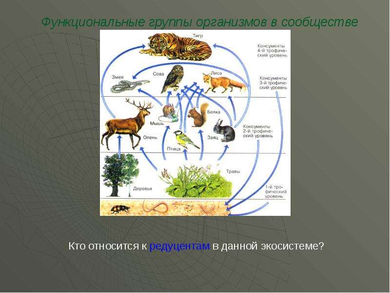 Какие организмы относят к консументам. Функциональные группы экосистемы. Функциональные группы организмов в экосистеме. Редуценты в экосистеме. Редуценты пустынь.