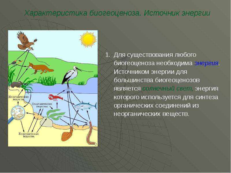 Схема развития биогеоценоза