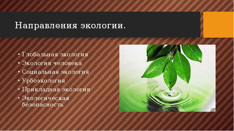 Направления экологии. Туризм и экология окружающей среды сообщение. Направления глобальной экологии. Туризм и экология окружающей среды презентация.