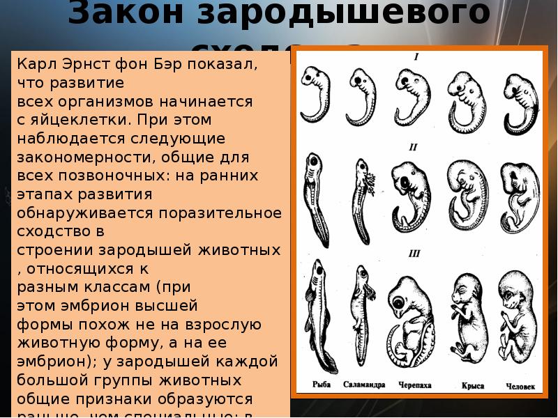 Стадии развития эмбрионов позвоночных. Сходство стадии зародышевого развития позвоночных.