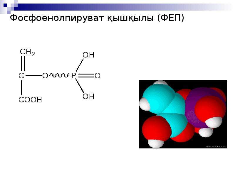 Белоктардың алмасуы презентация