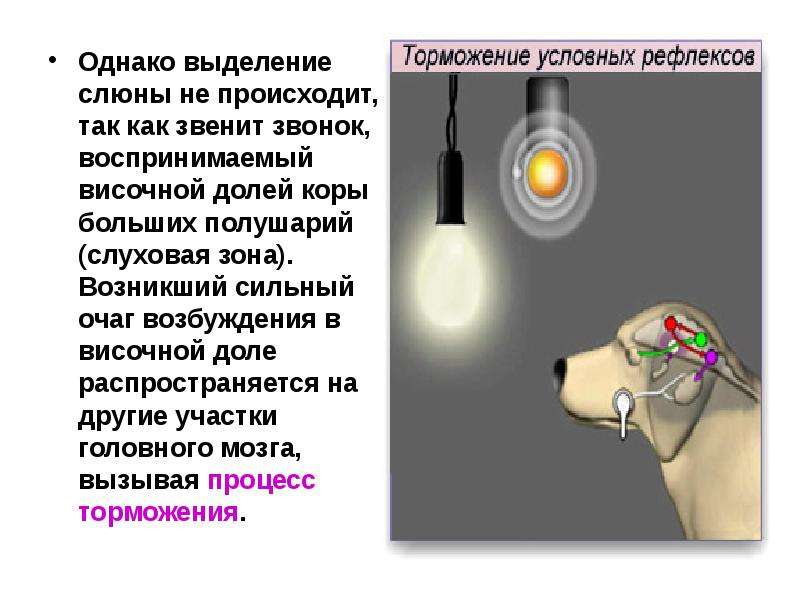 Однако выделяется. Очень сильный очаг возбуждения в коре головного мозга. В какой зоне возникает очаг возбуждения. К какой форме ВНД человека относится выделение слюны на вид и запах. В какой форме ВНД относится выделение слюны на вид и запах.