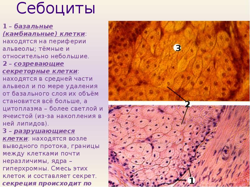 Кожа картинки для презентации