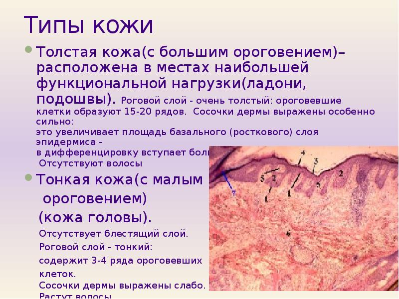 План строения кожи гистология