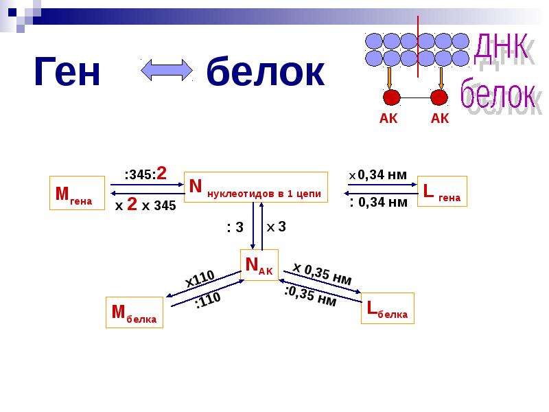 Четыре ген. N-белок. Ген белка s что это. N белок и s белок. Ген белка атм.