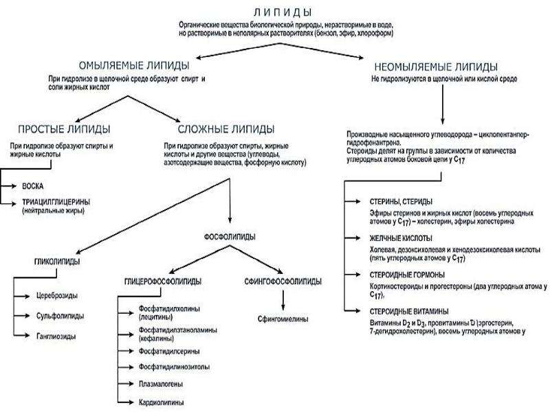 Липиды их строение и функции 10 класс презентация пасечник