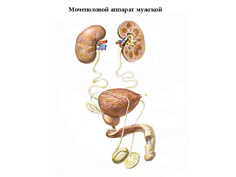 Мочевые органы мужчины. Анатомия человека мужская Мочеполовая система. Схема мочеполовой системы у женщин. Строение мужской мочеполовой системы. Строение мочеполовой системы у женщин.