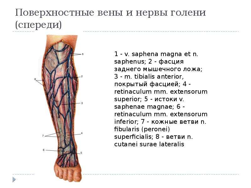 Нервы ноги. Анатомия нервов нижних конечностей схема. Нервы нижней конечности анатомия топография. Икроножные вены голени анатомия. Поверхностные сосуды нервы нижней конечности.