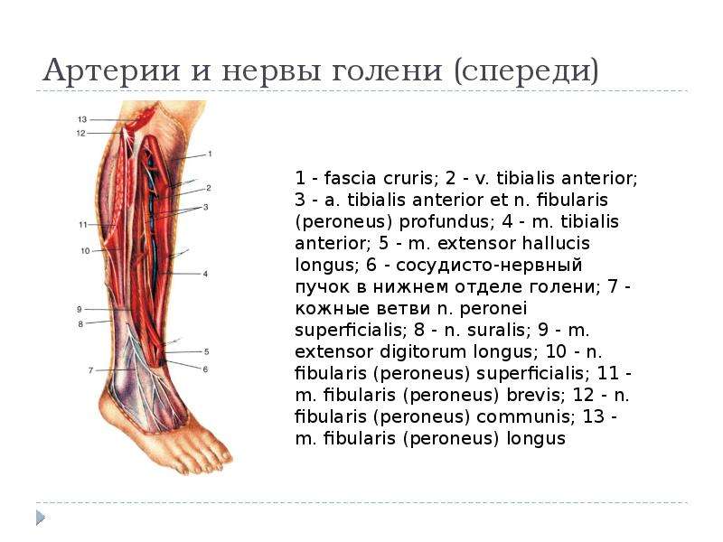 Боль в голени спереди причины. Топографическая анатомия голени. Артерии и нервы голени спереди топографическая анатомия. Межкостная артерия голени.