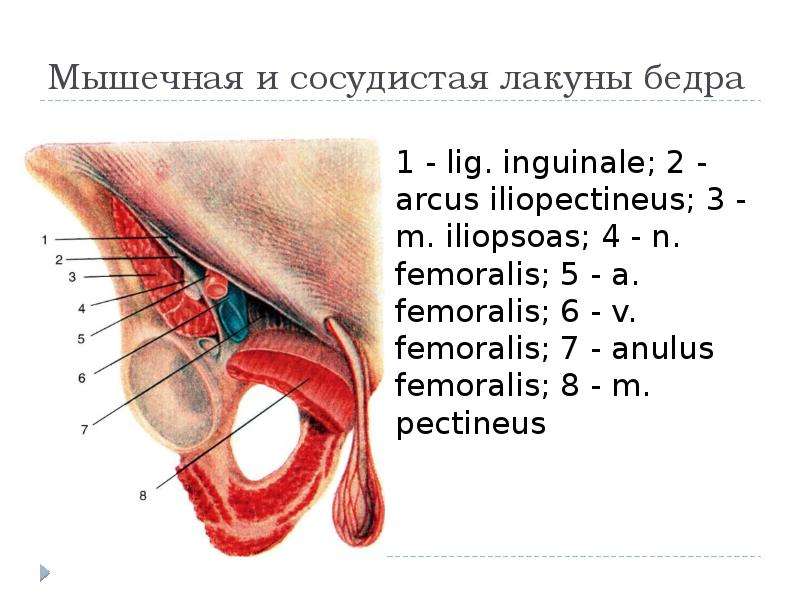 Сосудистая лакуна