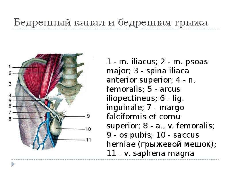 Бедренный канал