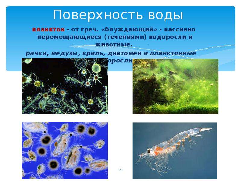 Особенности толще воды. Планктон водоросли. Водоросли планктон и бентос. Планктон пассивно плавающие организмы. Сообщество толщи воды планктон.