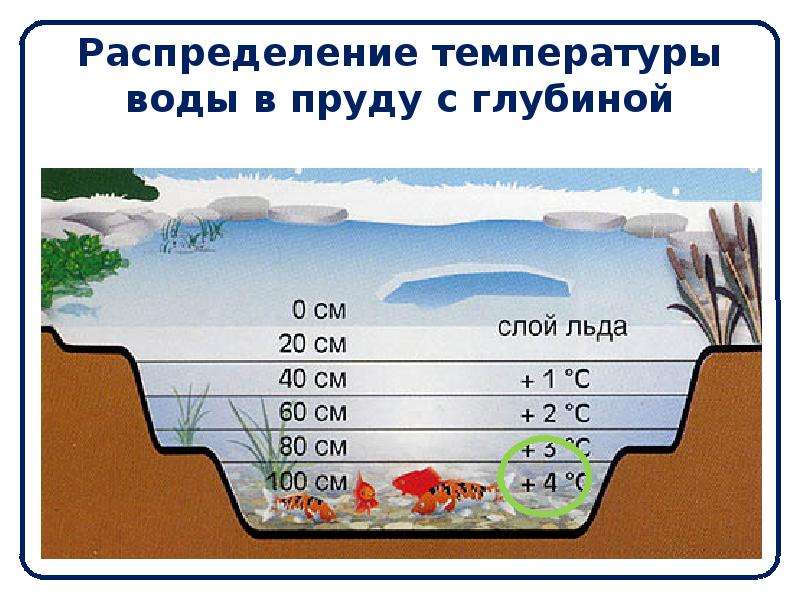 Распределение температуры воды в пруду с глубиной