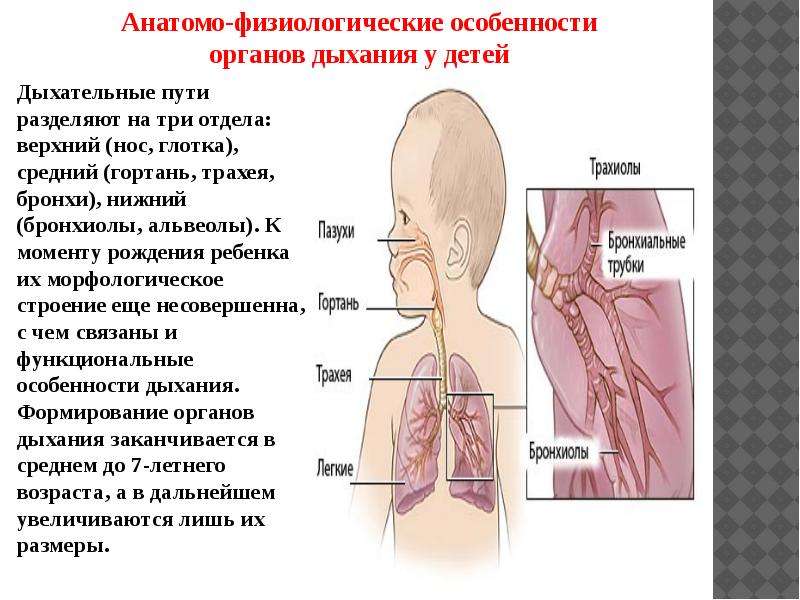 Осмотр дыхания. Методы исследования дыхательной системы у детей. Анатомо-физиологические особенности органов дыхания у детей. Особенности строения дыхательной системы у детей. Исследование органов дыхания у детей.