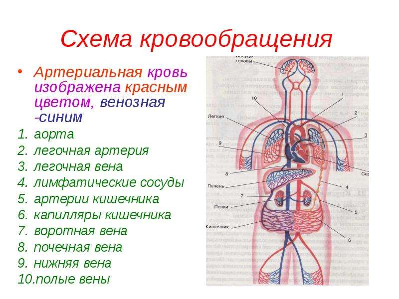 Какой цифрой на рисунке обозначены легочные капилляры по которым кровь течет к сердцу