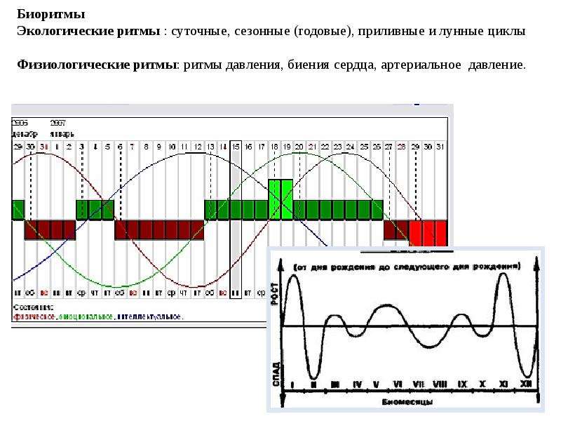 Биоритмы проект 10 класс