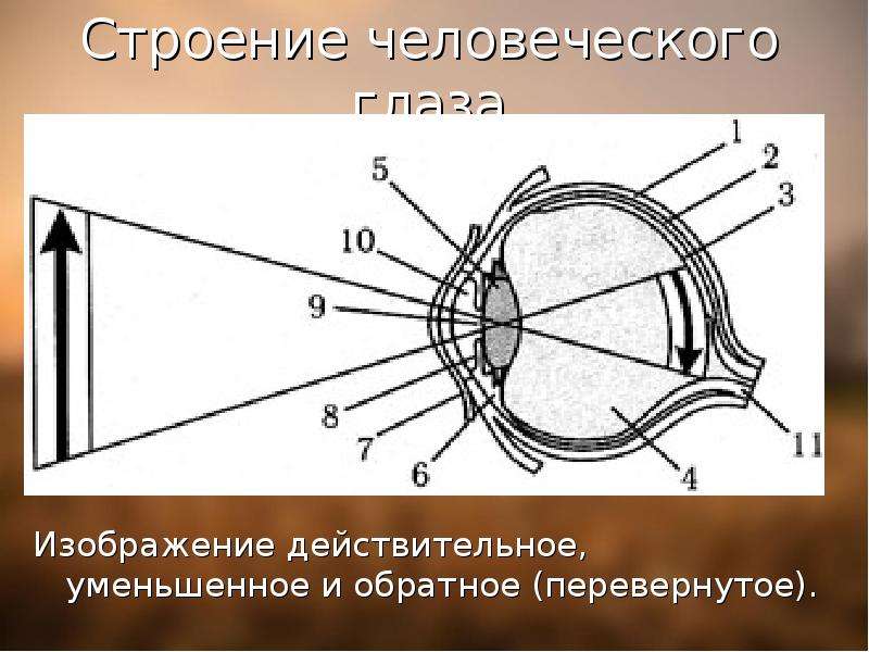 Как глаз переворачивает изображение