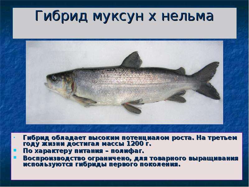 Рыба муксун фото и описание чем полезна