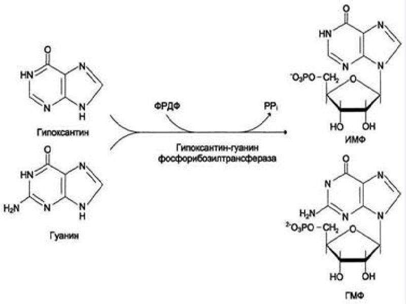 Схема пути синтеза пуриновых и пиримидиновых нуклеотидов