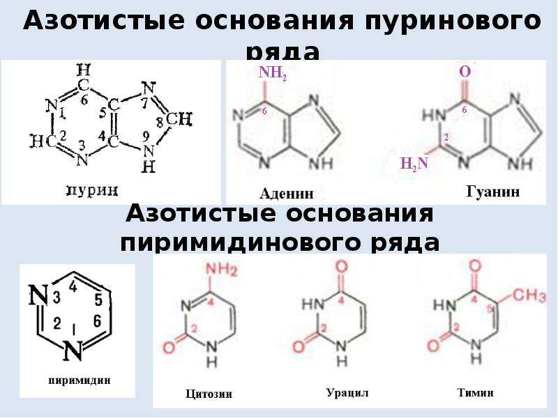 Пурины азотистые основания