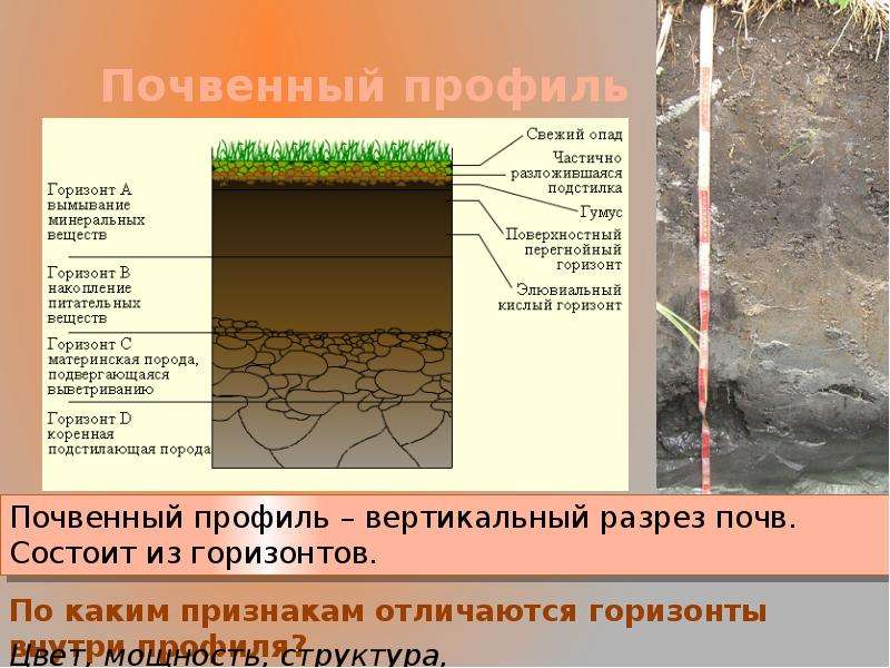 Схема почвенного профиля