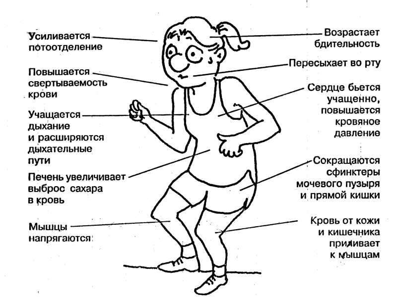 Влияние стресса на жизнь человека проект