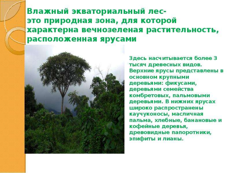 Влажные экваториальные леса это природная зона. Зона влажных экваториальных лесов растения. Влажные экваториальные леса. Экваториальный лес презентация. Природные зоны экваториальные леса.