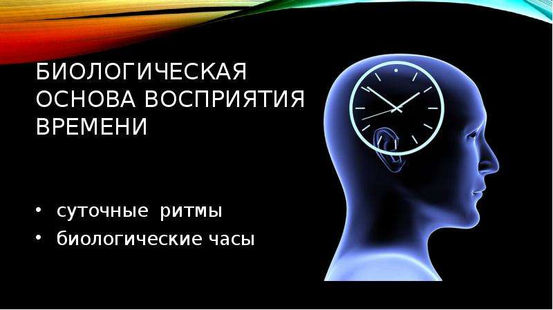 Время понимание. Биологические часы мозга. Восприятие времени суточные ритмы. Биологические часы для детей. Восприятие времени картинки.